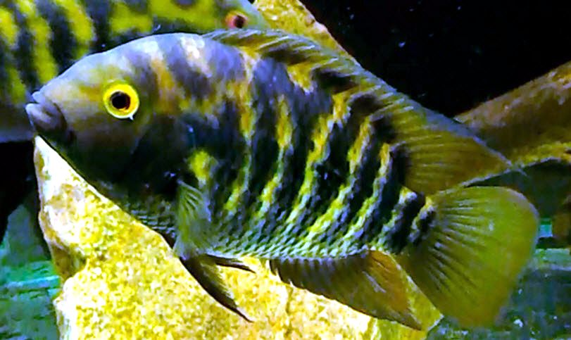 Australoheros facetus_06.jpg